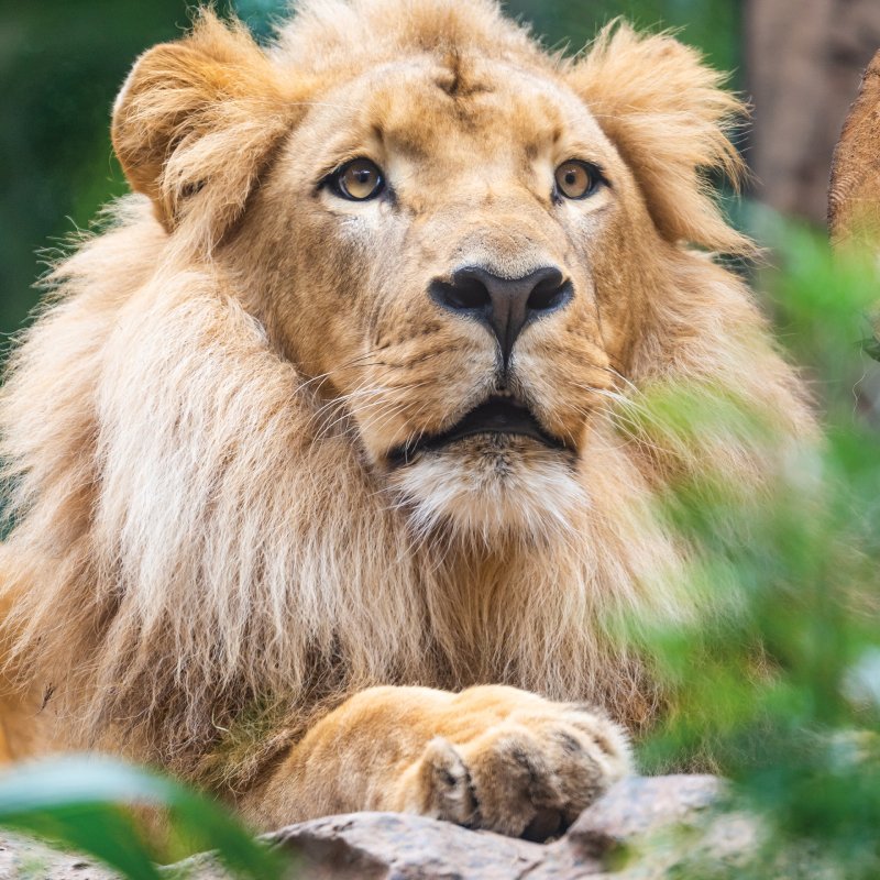 Loro Parque Tenerife Leones